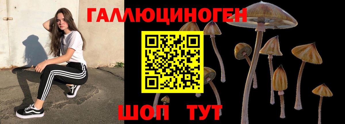 Псилоцибиновые грибы Cubensis Волхов